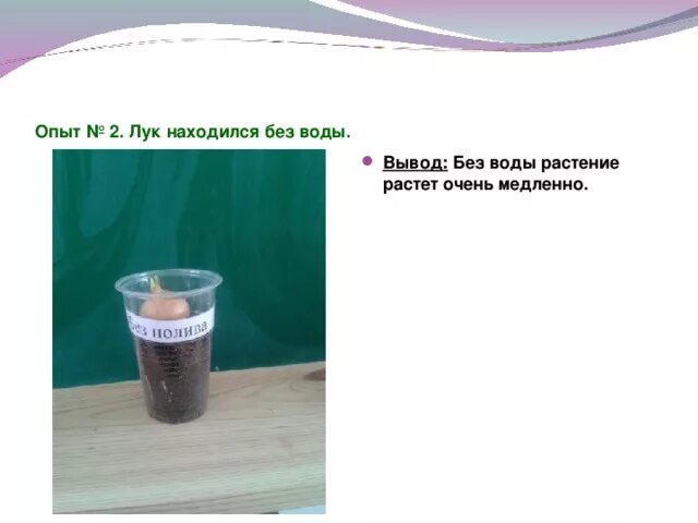 Опыт с луковицей в воде вывод. Вывод эксперимента с луком. Опыт с луком вывод. Эксперимент лук с водой и без воды. Лук с водой лук без воды