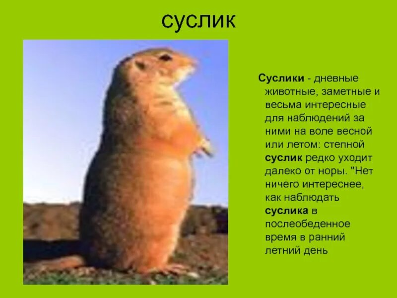 Суслик кратко. Суслики дневные или ночные животные. Сообщение о суслике. Суслик личность. История о сусликах.