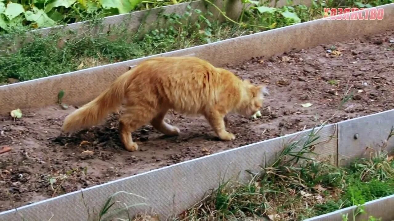 Как отвадить кошек с участка. Коты на грядке. Кот в огороде. Кошка в саду. Кошки гадят на грядки.