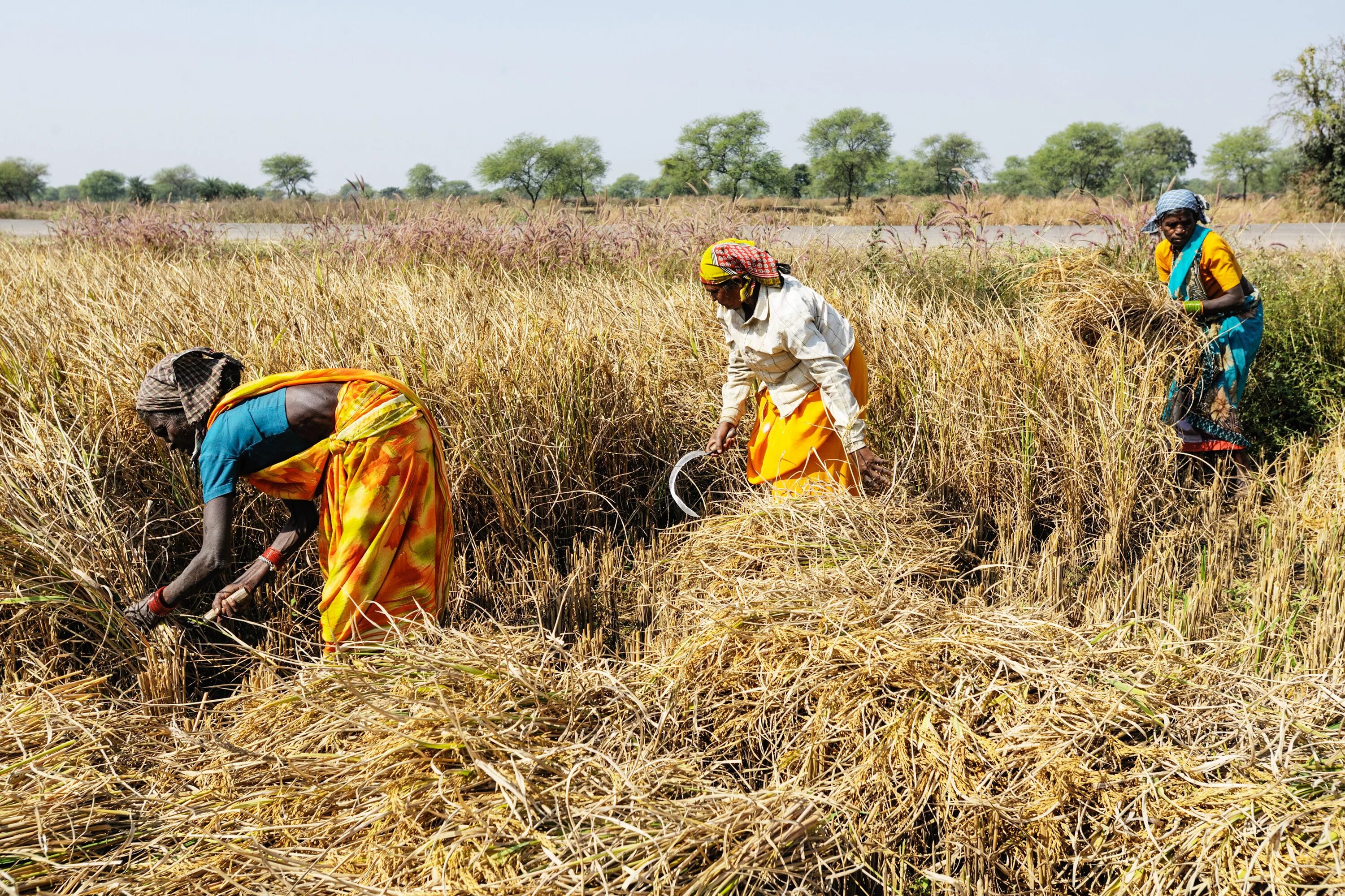 Сельскохозяйство Индии. Индия Агрикультура. Пенджаб рис плантации. Пшеничная зона Индии.