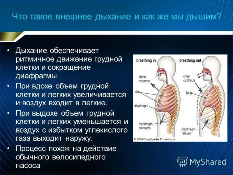 При вздохе болит правый. Объем грудной клетки при вдохе. Объем легких при вдохе и выдохе. Грудная клетка при вдохе и выдохе.