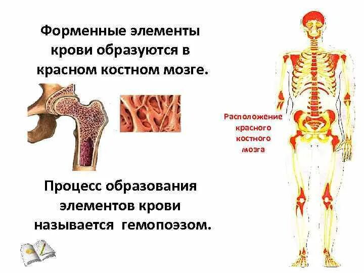 Красный мозг костей. Красный костный мозг образующиеся форменные элементы. Красный костный мозг локализован. Красный костный мозг анатомические образования. Костный мозг расположение функции.