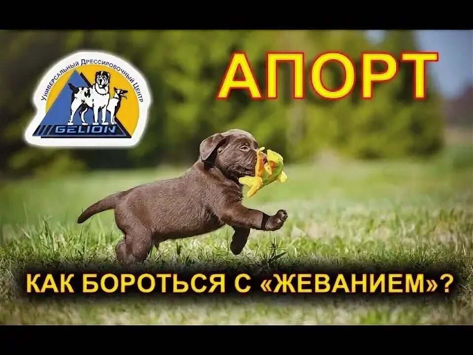 Что значит апорт. Апорт команда собаке. апорт для собак. как научить собаку команде апорт. апорт команда собаке что значит.
