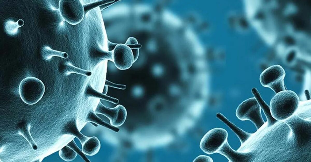 Вирус гриппа h1n1. Вирус свиного гриппа (h1n1). Вирус гриппа под микроскопом h1n1. Вирус свиного гриппа под микроскопом. Грипп машина