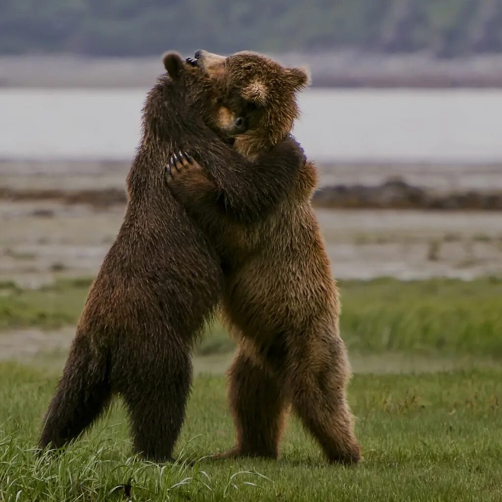 Медведь. Медведи обнимаются. Медвежата обнимаются. Обнимашки с медведем. Медведь понравилось