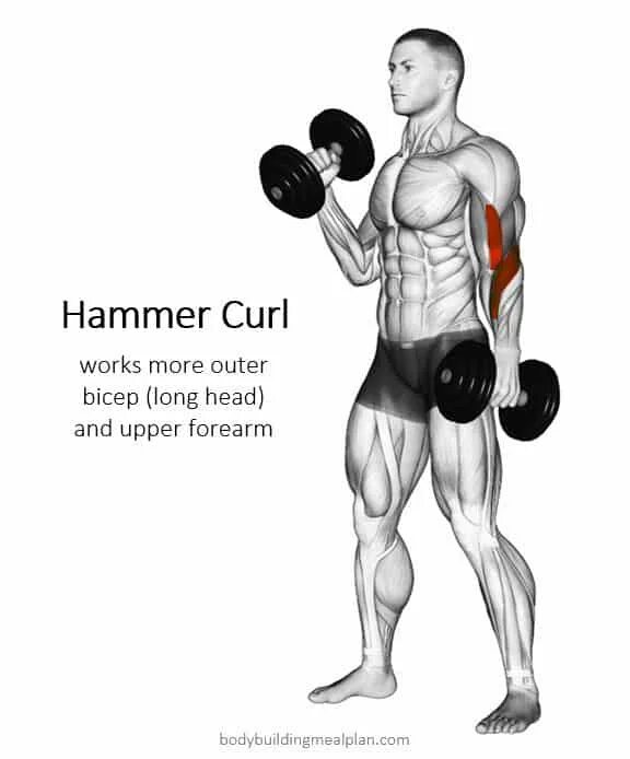 Dumbbell Hammer Curl. Подъем гантелей на бицепс молот. Брахиалис упражнения с гантелей. Брахиалис упражнения штангой.