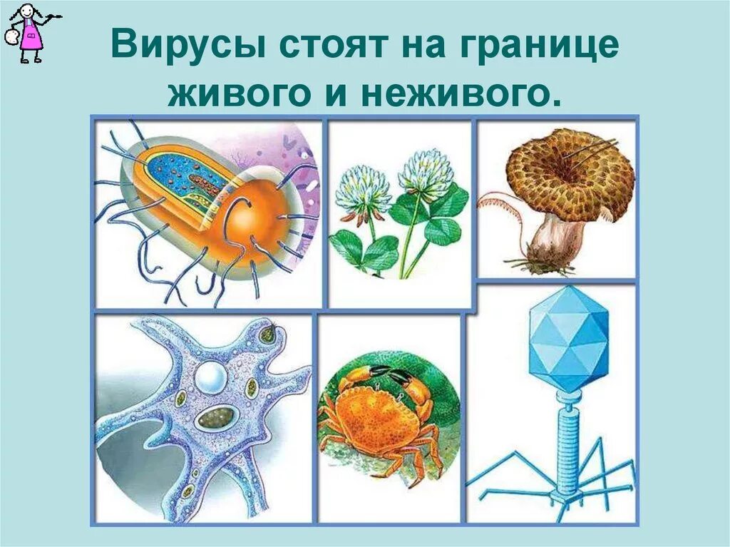 Клетки организмов всех царств живой. Царства живой природы вирусы. Царство вирусов 5 класс биология. Биология царства живой природы вирусы. Царства живых организмов вирусы.