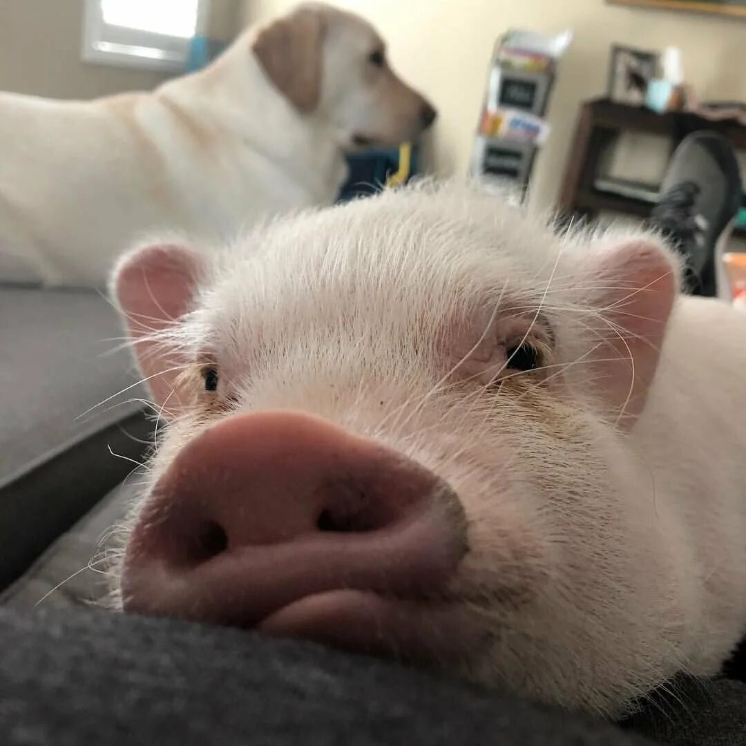 Смешной свин. Веселый поросенок. Веселый поросенок. Смешные свинки. Кабан смешной.