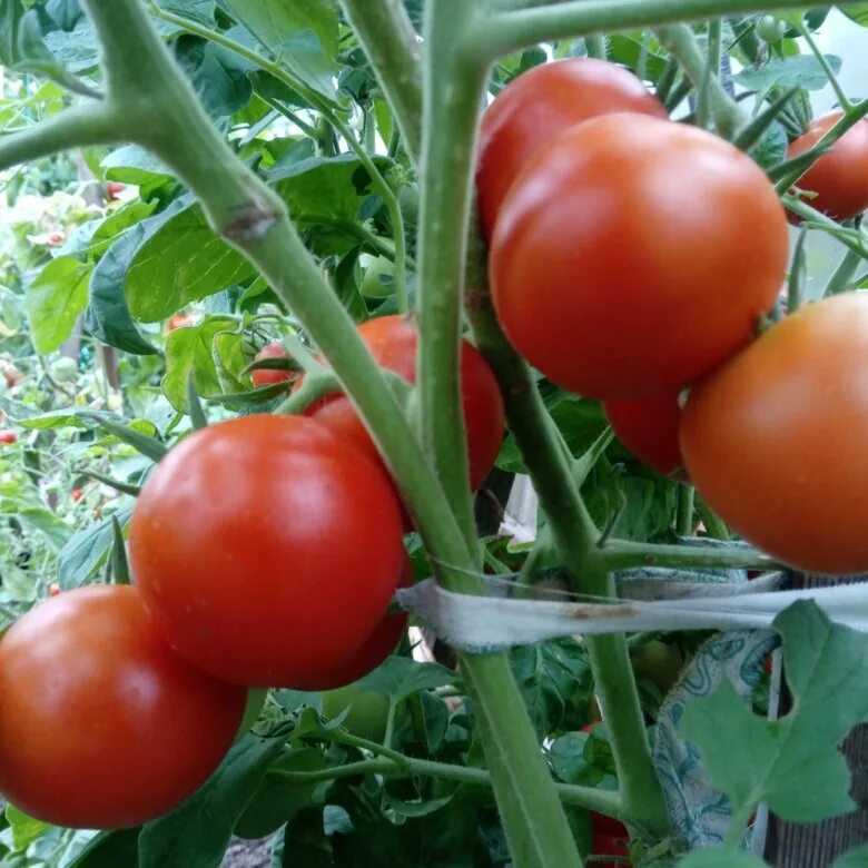 Домашние помидоры фато. Благодатный помидор фото. Помидоры свойские. Томаты домашние. Урожайные томаты 2023 года.