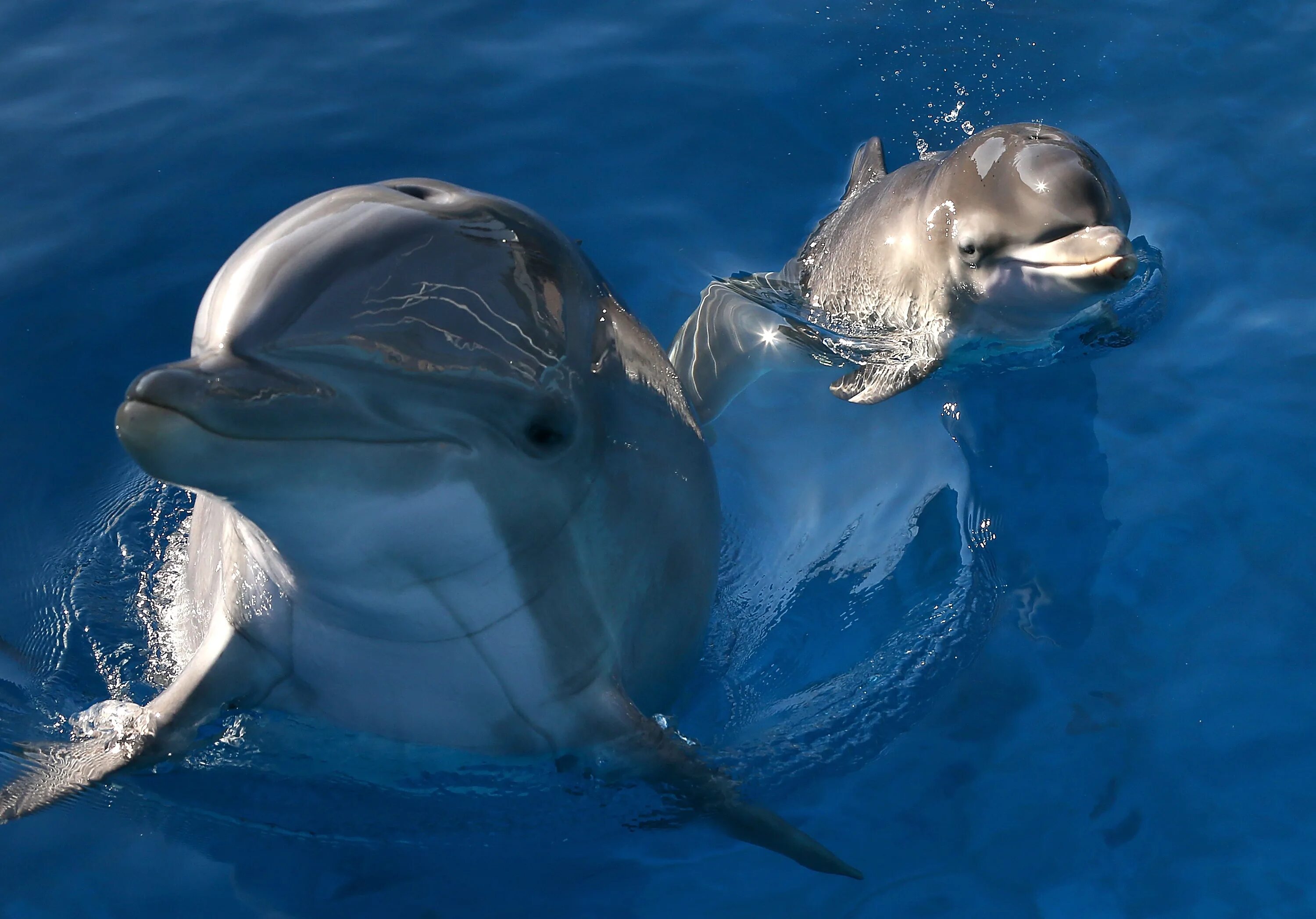 Дельфин-Афалина. Дельфин Афалина самка. Черноморская Афалина. Дельфин Афалина и рыбы. Дельфиненок песня слушать