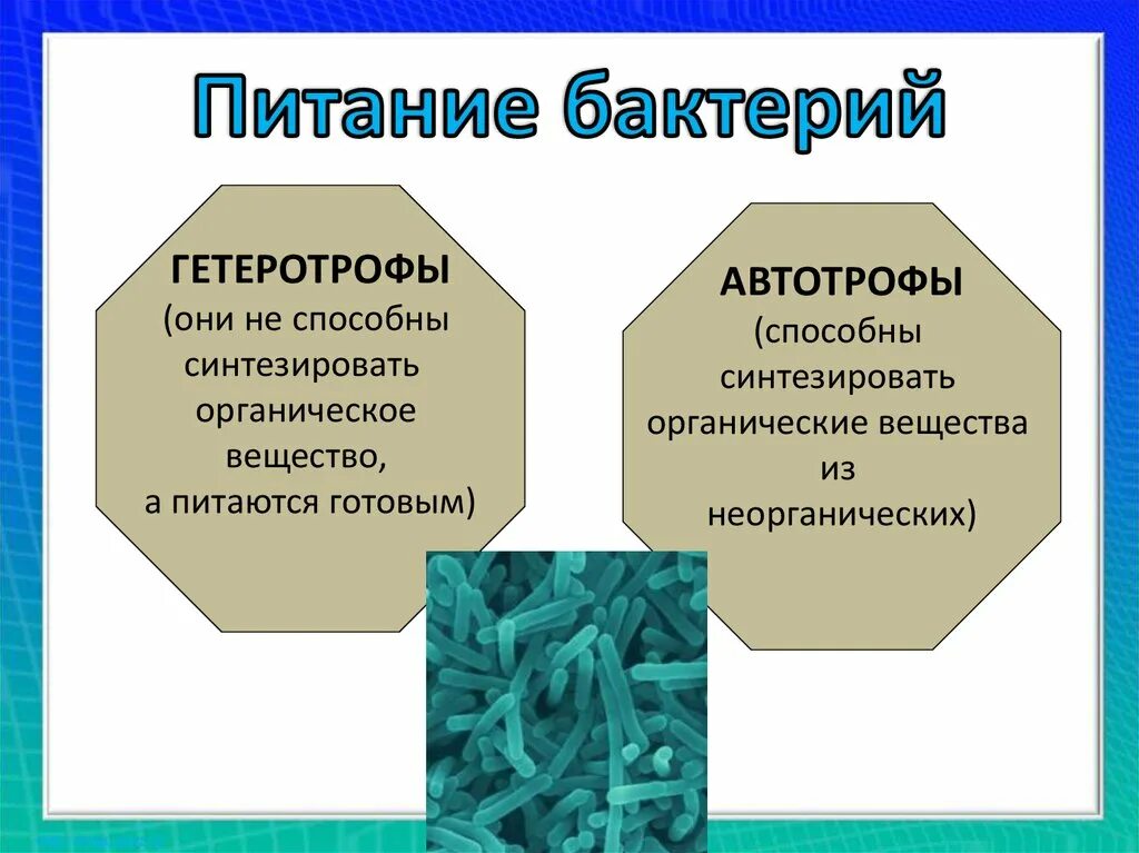 По способу питания большинство бактерий