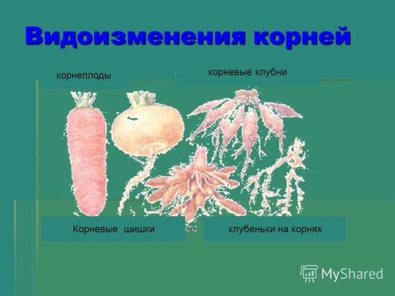 Видоизмененные корни клубеньки