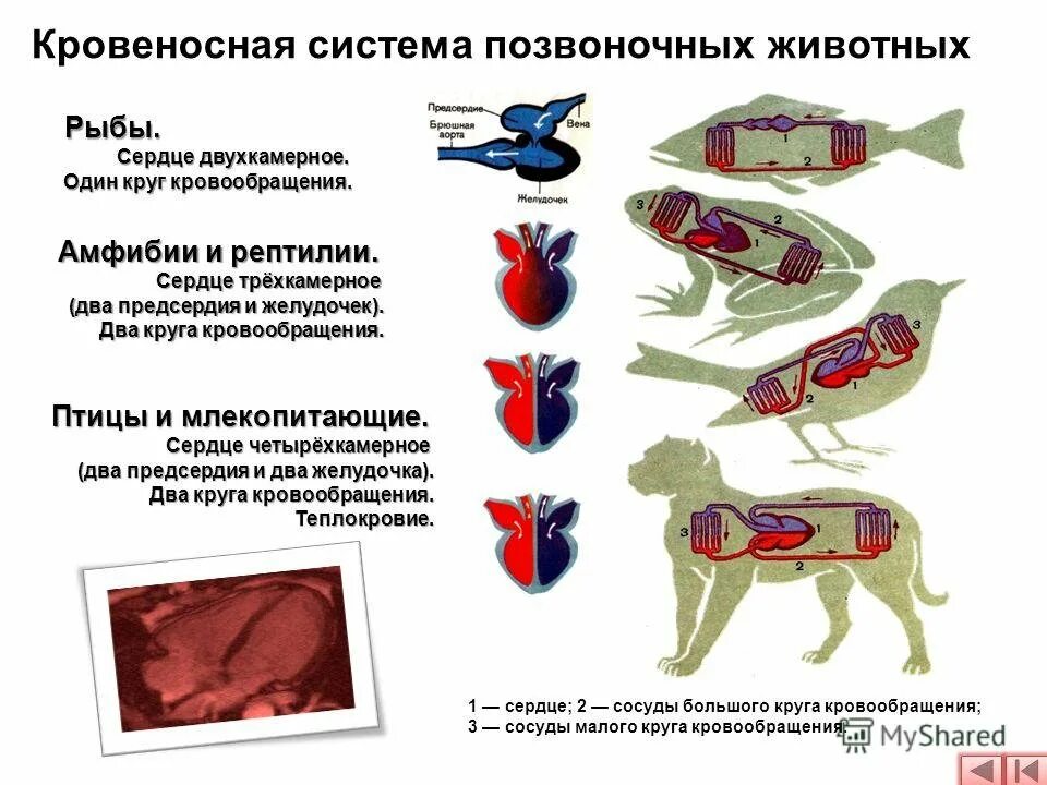 К клеткам тела животного поступает смешанная кровь. У кого двухкамерное сердце трехкамерное и четырехкамерное. Четырехкамерное сердце трехкамерное сердце. Эволюция кровеносной системы. У кого 1 круг кровообращения и двухкамерное сердце.