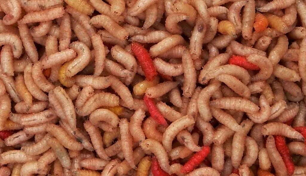 Черви опарыши. Черви опарыш белый красный. Омараши. Черви опарыши. Черви опарыш белые красный для рыбалки.