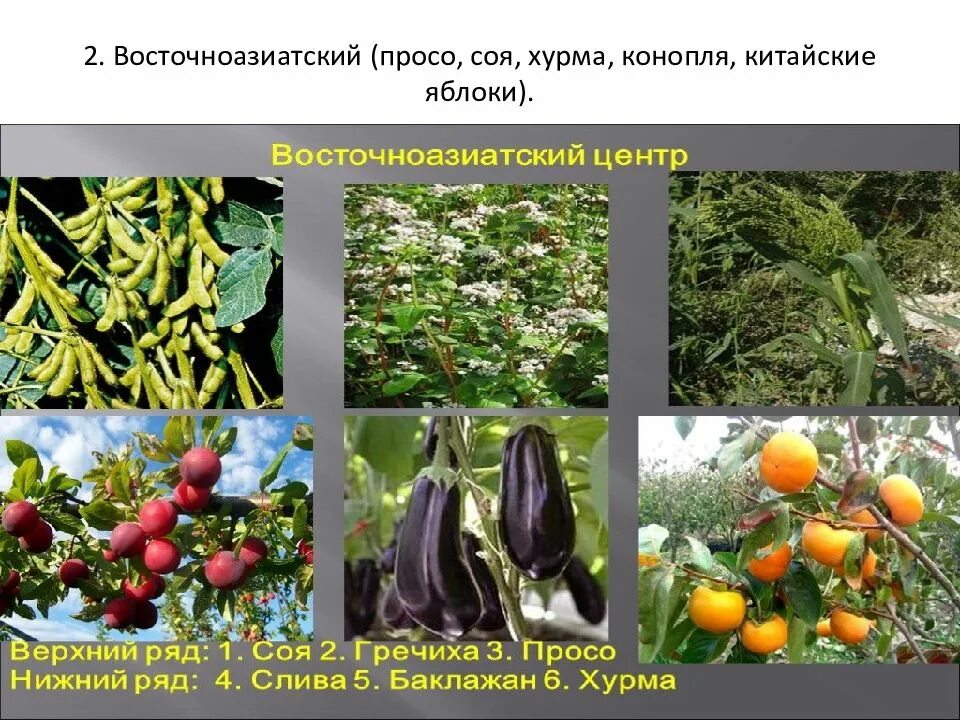 Сообщение на тему происхождение культурных растений. Восточноазиатский культурные растения. восточноазиатский центр происхождения растений. восточноазиатский центр происхождения культурных растений. происхождение культурных растений.