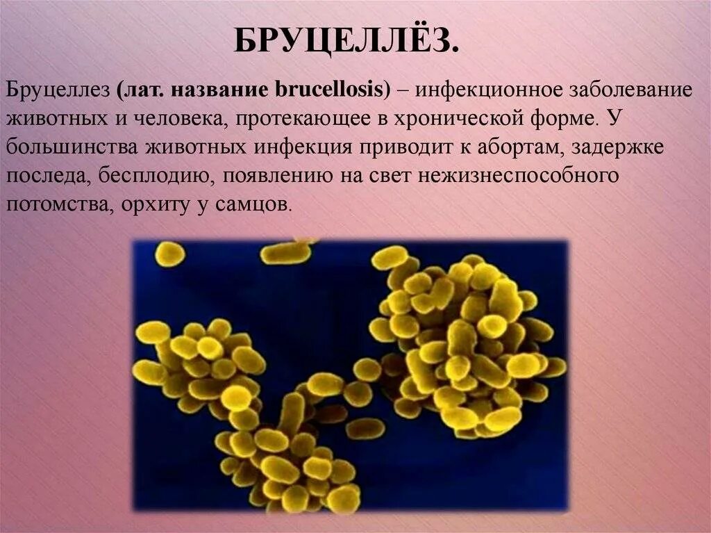 Болезнь коров бруцеллез что. Бруцеллез бактерия. Бруцеллез животных возбудитель.