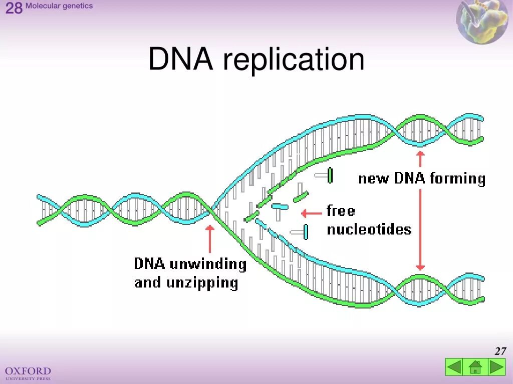 Replicate forf face to many. DNA Replication. DNA Replication presentation. Репликация ДНК. DNA Repair and Replication.