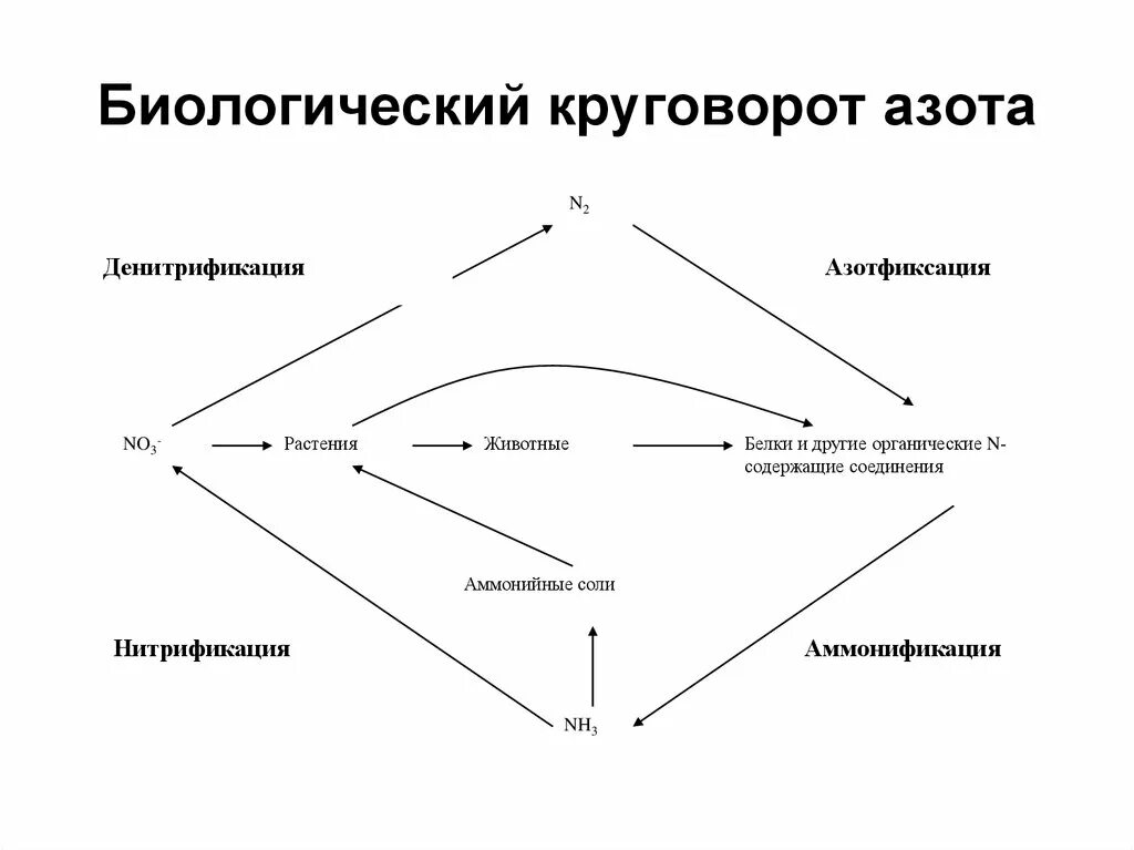 Аммонификация. Цикл азота схема денитрификация нитрификация. Аммонификация в круговороте азота. Денитрификация связанного азота. Схема биологической фиксации азота.