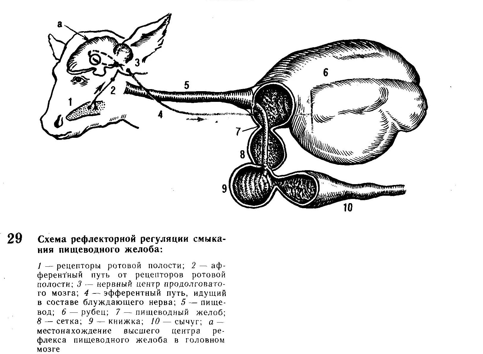 Желудочное пищеварение у молодняка жвачных. Рефлекс пищеводного желоба у телят. Пищеварительный желоб у телят. ЖКТ коровы схема.