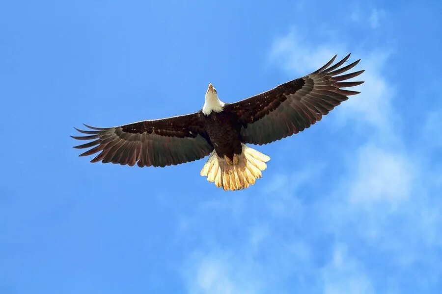 Орел в облаках 6 букв. Eagle. Орел кружит. Белоголовый орёл он кружит в небе. Белоголовый Орлан и человек.