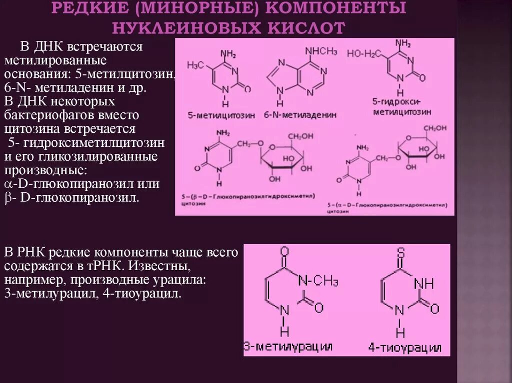 Компоненты нуклеиновых кислот гетероциклические основания. Минорные производные пиримидиновых оснований. Минорные пиримидиновые основания. Минорные основания РНК.