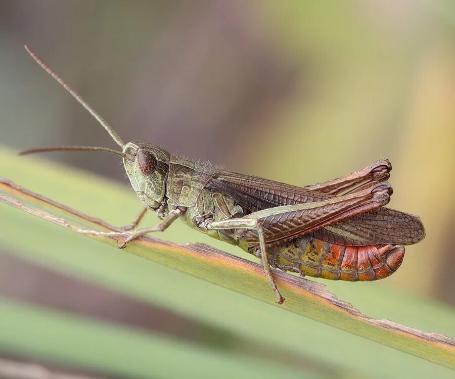 Короткоусые Прямокрылые. Прямокрылые Orthoptera. Chorthippus dorsatus. Луговой конёк прямокрылое. Для прямокрылых характерны