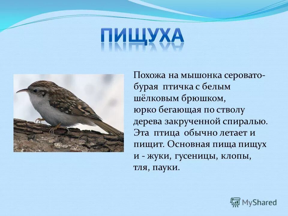 Птица зовут. Птица секретарь. Почему так названа птица. Зяблик птица описание. Кедровка птица описание.