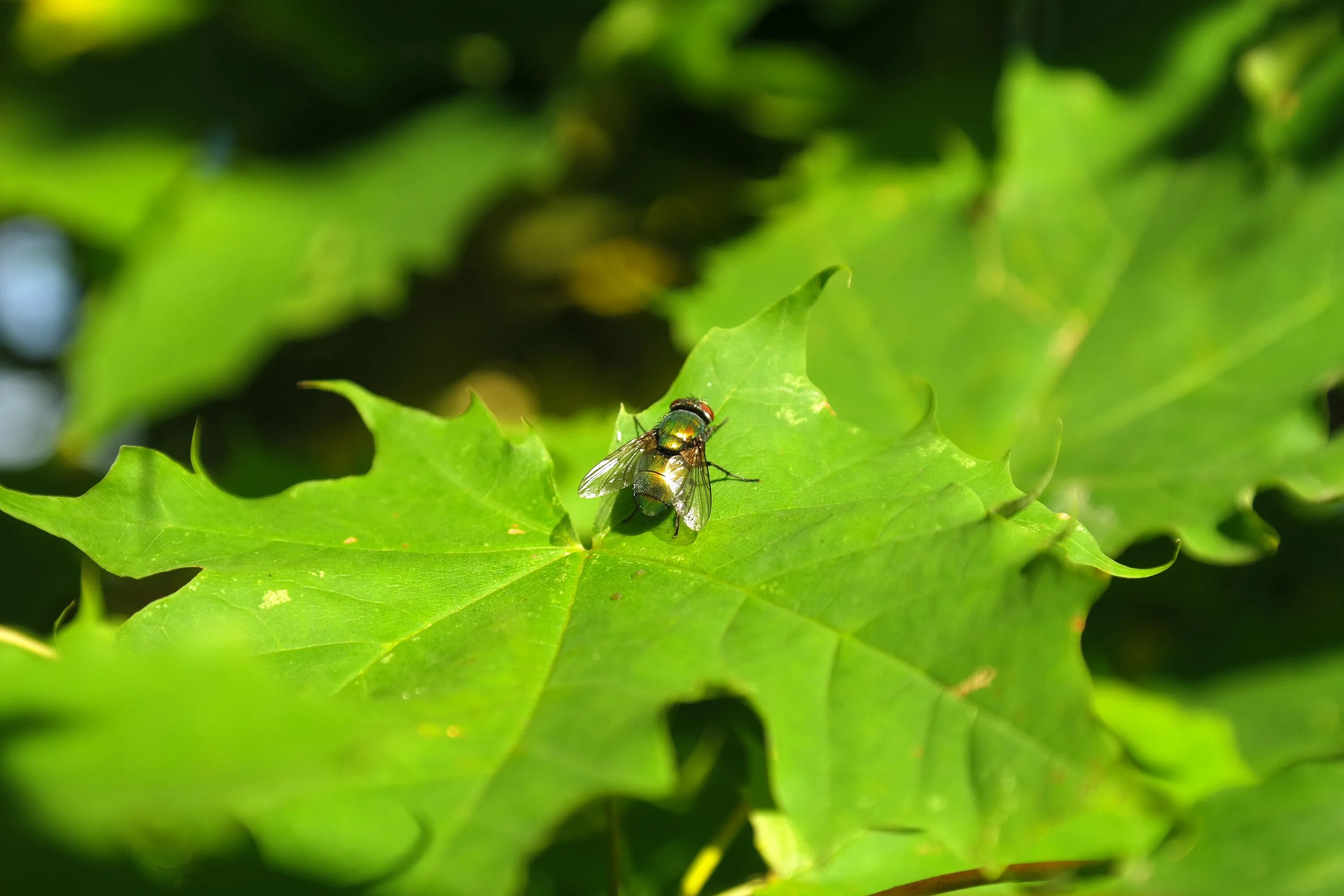 Зеленое насекомое. ),. Nezara viridula. Зеленый муравей. Зеленая букашка.