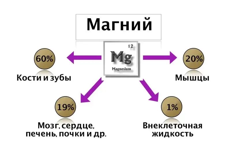 Магний в организме человека его роль. Содержание магния в организме человека. Роль магния в организме человека схема. Количество магния в организме человека.