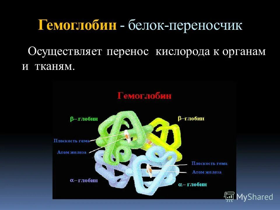 строение гемоглобина. что переносит гемоглобин. какой белок переносит кислород. гемоглобин белок переносящий кислород в крови. функция в организме белка гемоглобина.