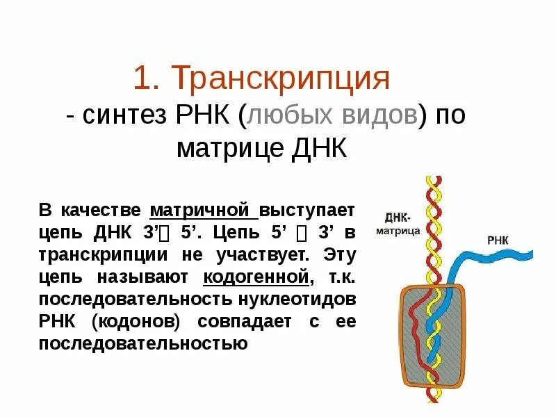 Днк участвует в биосинтезе рнк. Транскрипция. Синтез РНК. Транскрипция Синтез РНК на матрице ДНК. Транскрипция биология.