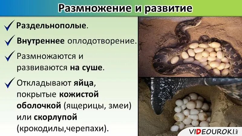 Пресмыкающиеся размножаются в воде. Оплодотворение у пресмыкающихся. Внутреннее оплодотворение у пресмыкающихся. Внутреннее строение пресмыкающихся размножение. Размножение рептилий.