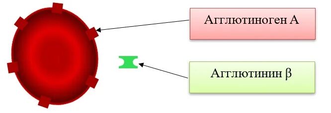 Агглютинин бета. Агглютинины и агглютиногены. Агглютинины и агглютиногены крови. Агглютинин α. Агглютиноген в эритроцитах.