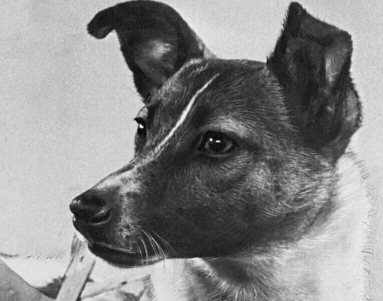 1 собака космонавт. Первая собака космонавт лайка. Собака лайка 1957. Собака космонавт лайка 1957 год. Собака лайка Кудрявка.