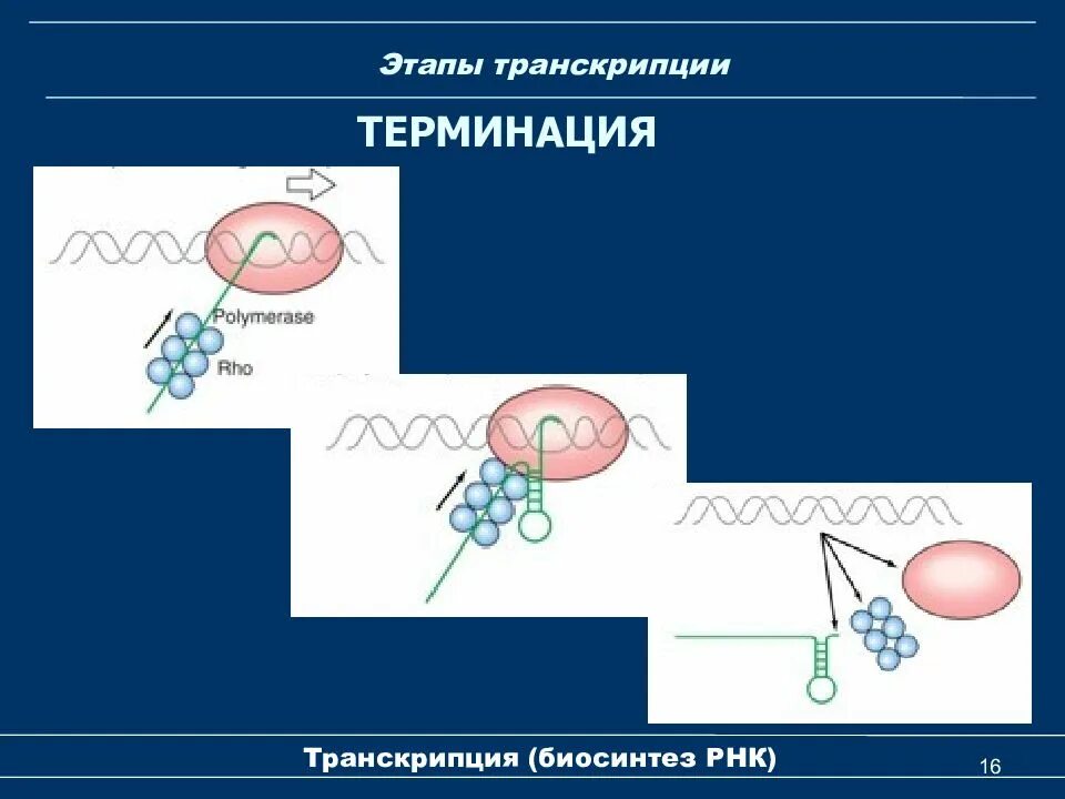 Терминация синтеза рнк. Терминация транскрипции. Терминация биохимия. Биосинтез РНК транскрипция. Терминация транскрипции биохимия.