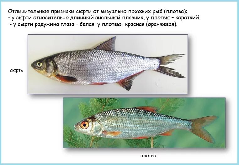 Чем отличается плотва от воблы. Елец, плотва красноперка. Подуст и рыбец. Рыбец Подуст различия. Подуст рыбец сырть.