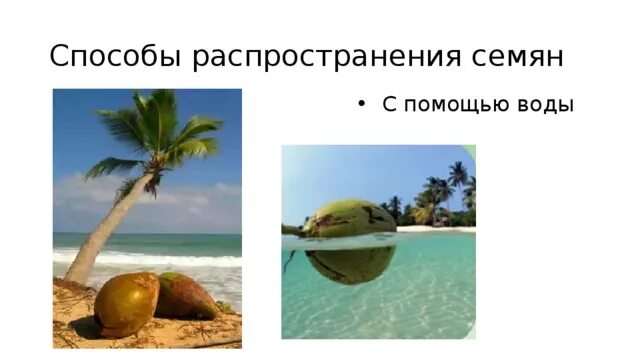 Распространение семян водой. Распространение плодов с помощью воды. Распространение плодов и семян водой. Способы распространения семян и плодов с помощью воды. Растения распространение водой