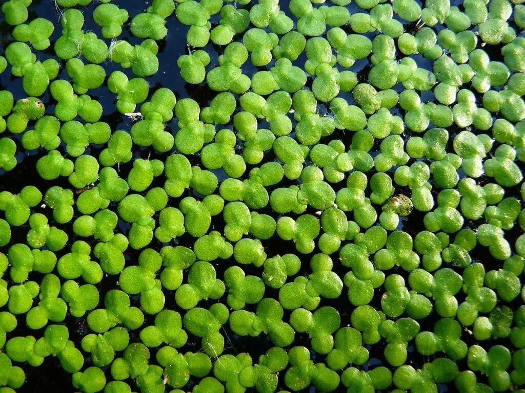 Мелкая зеленая водоросль