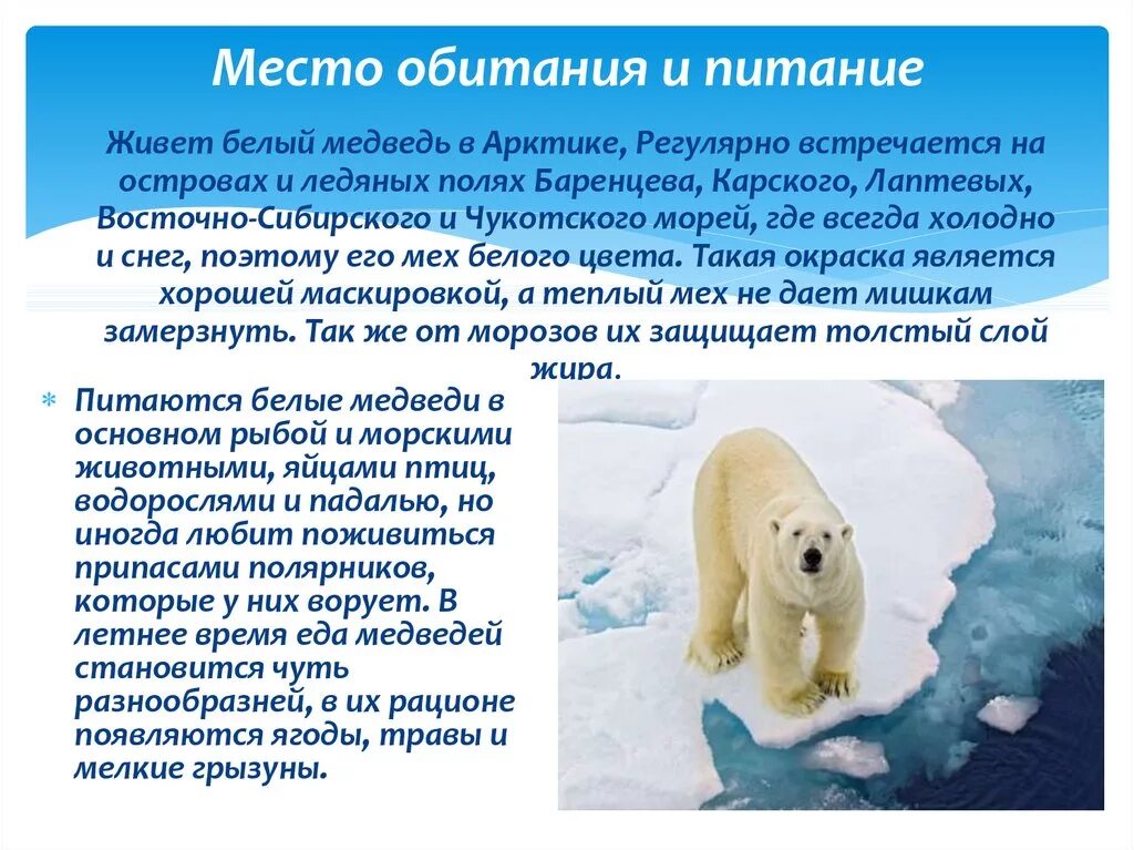 Какую среду освоил медведь. Среда обитания белого медведя. Особенности белого медведя. Белый медведь условия среды. Белый медведь обитает.