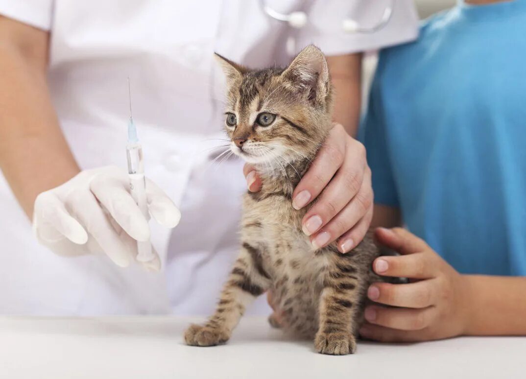 Где сделать бесплатную прививку кошкам. Вакцинация кальцивироз кошки. Прививка для кошек. Кот и вакцина. Ветеринар укол.