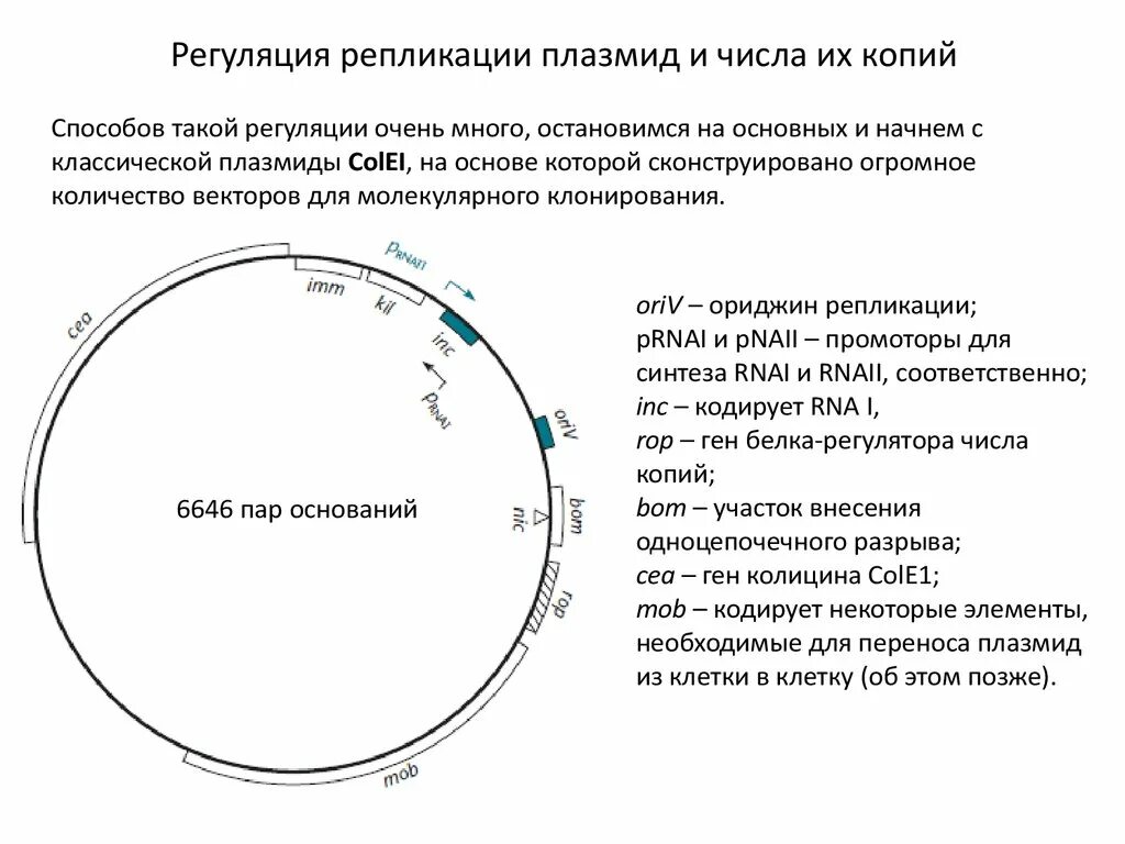 Репликация плазмиды. Репликация плазмид бактерий. Плазмиды презентация. Особенности репликации плазмид. К плазмидам относятся