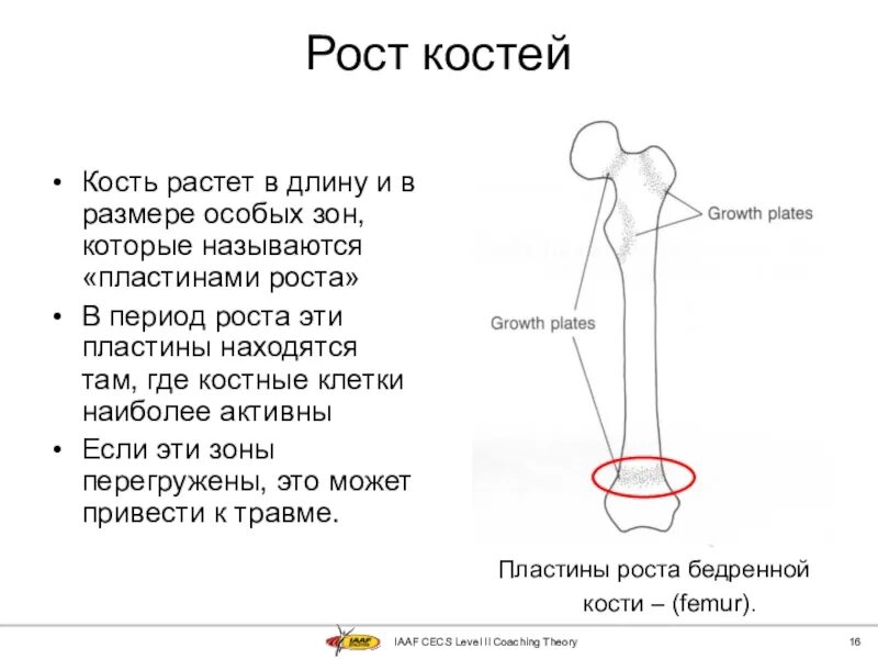 Рост трубчатых костей в толщину. Зоны роста костей нижних конечностей. Рост костей. Зона роста кости. Рост костей анатомия.