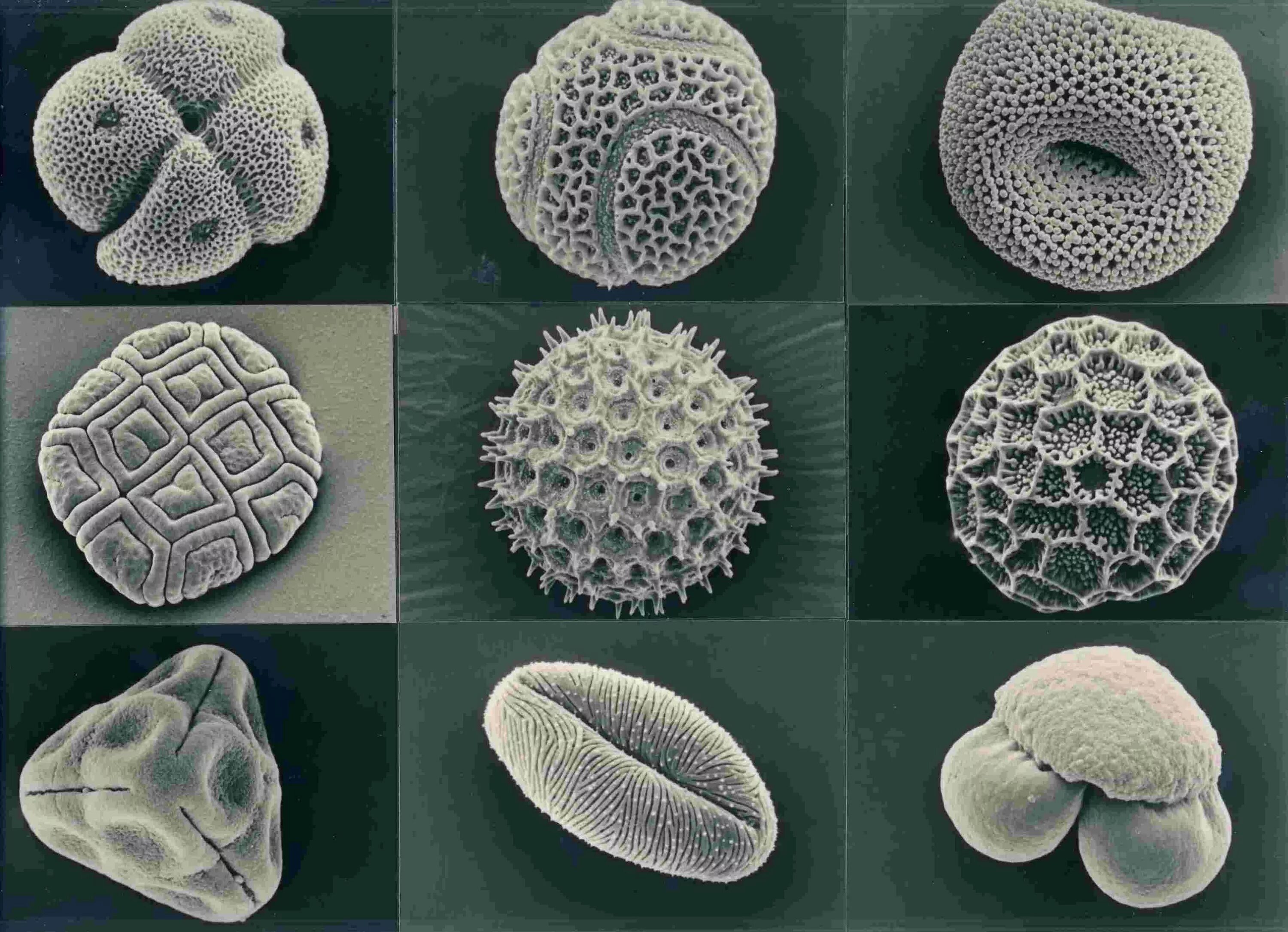 Пыльца микроскопия палинология. Пыльца коронавирус под микроскопом. Пыльца микрофотографии. Пыльца микроскопия атлас. Пыльца и споры
