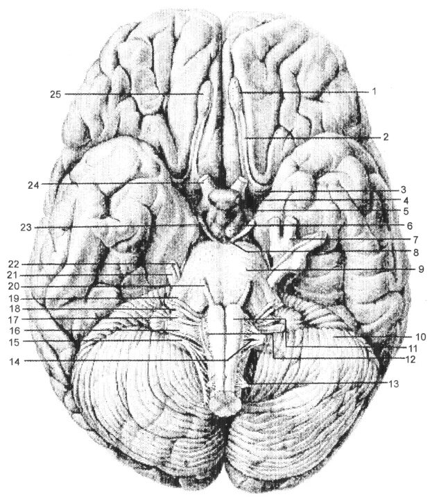 Основание головного мозга и выход Корешков черепных нервов. Нижняя поверхность головного мозга нервы. Рис. 2 основание головного мозга и выход Корешков черепных нервов.. Сосцевидные тела головного мозга. Мозг снизу