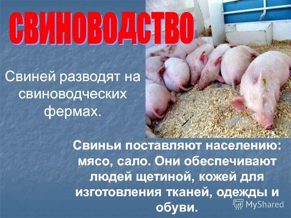Сообщение о свинье. Свиноводство. Свиноводство презентация. Доклад на тему свинья. Свиноводство доклад.