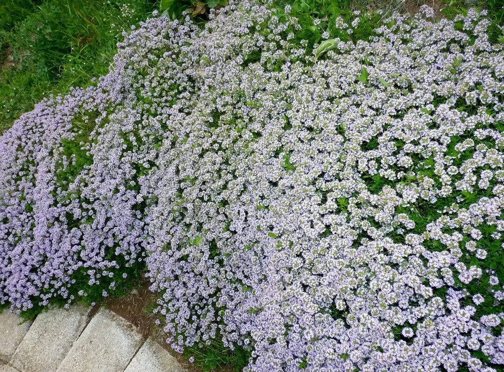 Цветущие почвопокровные многолетники фото с названиями. Алиссум Lobularia maritima. Агератум, Обриета, алиссум. Почвопокровные растения алиссум. Алиссум ползучий.