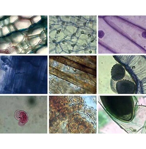 Набор микропрепаратов по ботанике(6+7 кл.). Микропрепараты для микроскопа ботаника. Микропрепараты для микроскопа ботаника перечень. Набор микропрепаратов для микроскопа ботаника. Микропрепараты ботаника
