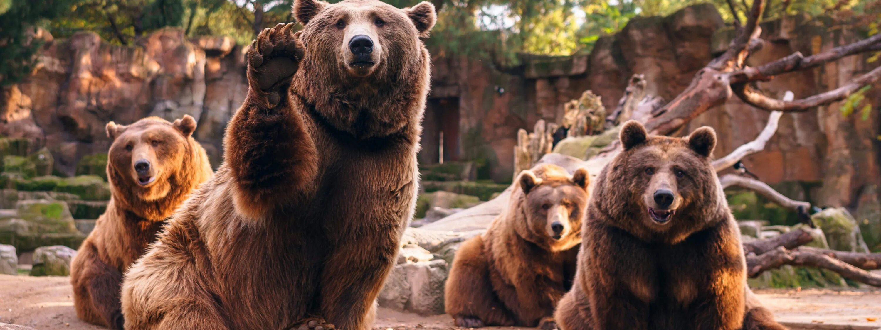 Развлечения медведей. Много медведей. Стая медведей. Семья медведей. Семейство Медвежьи.