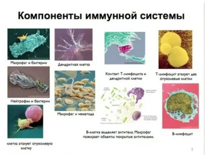 Иммунный компонент