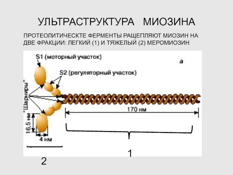 Белок миозин 2. Молекула миозина схема. АТФАЗА миозина. Миозин 2. Ультраструктура миозина.